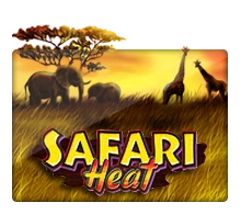 Safari Heat - AUTOCUAN777