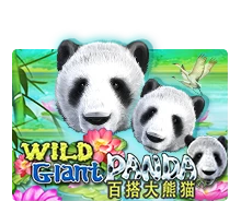 Wild Giant Panda - AUTOCUAN777